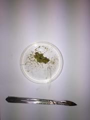 Mesophyllum lichenoides