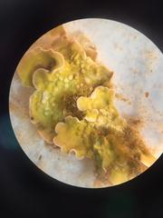 Mesophyllum lichenoides