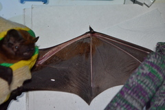 Nyctalus lasiopterus