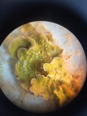 Mesophyllum lichenoides