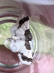 Hydrelia condensata