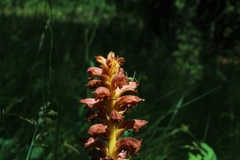 Orobanche alsatica