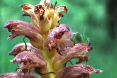 Orobanche alsatica