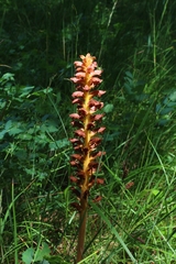 Orobanche alsatica