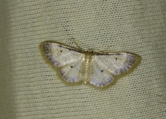 Idaea politaria