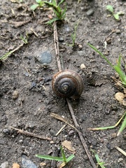 Webbhelix multilineata