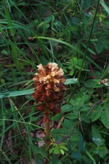 Orobanche alsatica