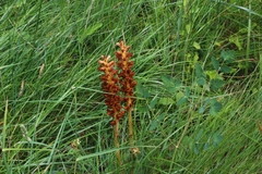 Orobanche alsatica