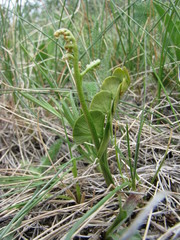 Botrychium neolunaria
