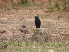 Lamprotornis chalybaeus