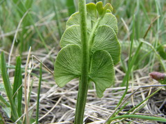 Botrychium neolunaria