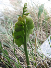 Botrychium neolunaria