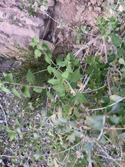 Brickellia desertorum