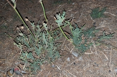 Sonchus