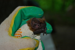 Nyctalus lasiopterus