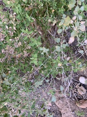 Brickellia desertorum