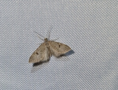 Eupithecia conterminata