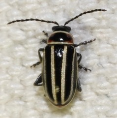 Disonycha pensylvanica