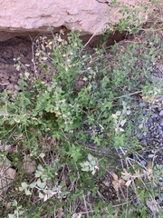 Brickellia desertorum
