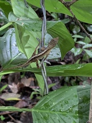 Anolis gaigei