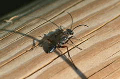 Chalybion femoratum