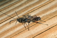 Chalybion femoratum