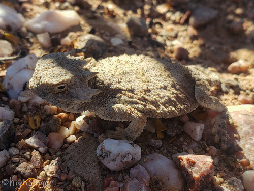 Roundtail Horned Lizard