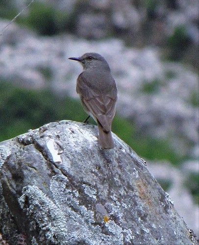 Rufous-webbed Bush Tyrant (Cnemarchus rufipennis), photo 9