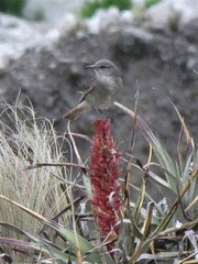 Cnemarchus rufipennis