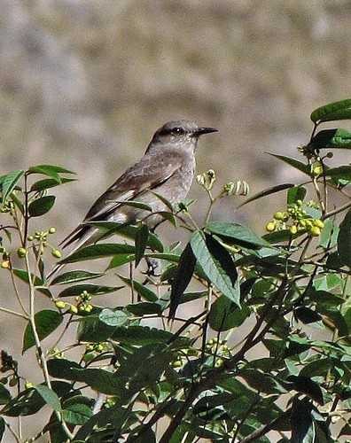 Rufous-webbed Bush Tyrant (Cnemarchus rufipennis), photo 10
