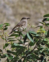 Cnemarchus rufipennis