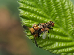 Gymnoclytia occidentalis