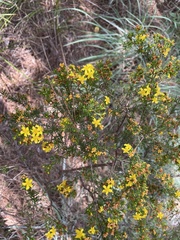 Hypericum galioides