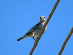 Thraupis glaucocolpa