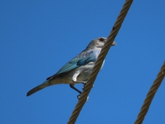 Thraupis glaucocolpa