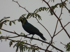 Lamprotornis chalybaeus