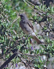 Cnemarchus rufipennis