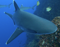 Carcharhinus albimarginatus