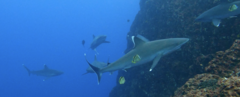 Carcharhinus albimarginatus