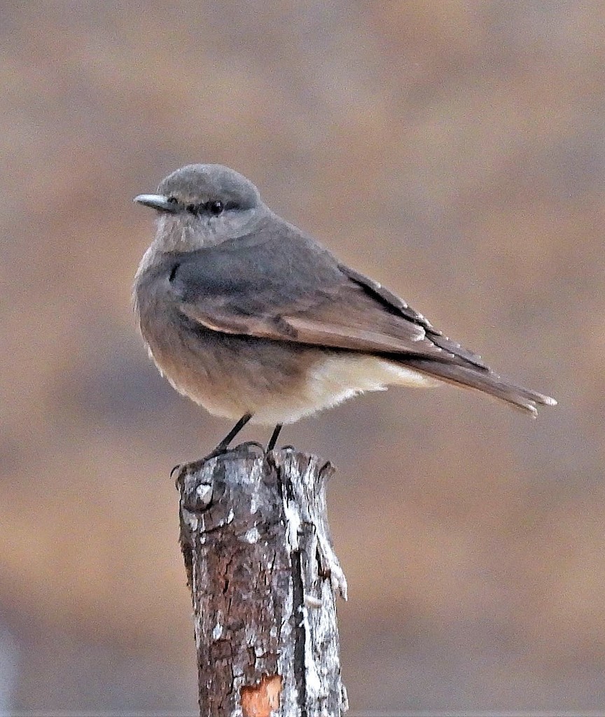 Rufous-webbed Bush-tyrant