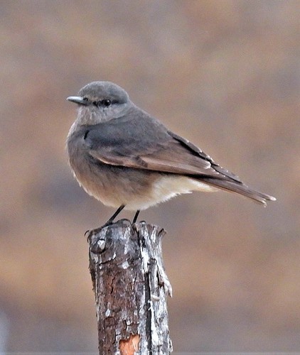 Rufous-webbed Bush-tyrant