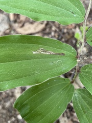 Synchysa tricincta