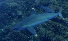 Carcharhinus albimarginatus