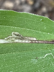 Synchysa tricincta