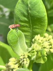 Tetraopes tetrophthalmus