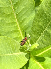 Tetraopes tetrophthalmus