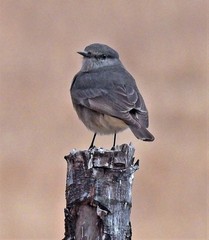 Cnemarchus rufipennis