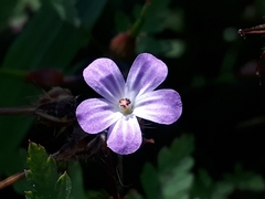 Geranium robertianum