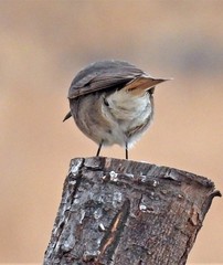 Cnemarchus rufipennis