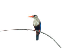 Halcyon leucocephala